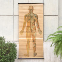 poster anatomico vintage anni '50 tedesco