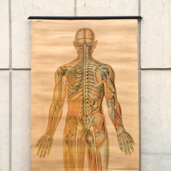 poster anatomico vintage anni '50 tedesco