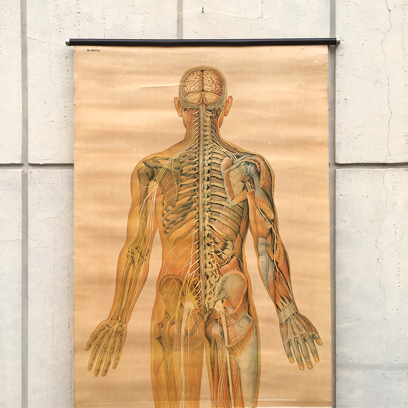 Poster anatomico didattico tedesco anni '50