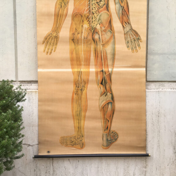 poster anatomico vintage anni '50 tedesco