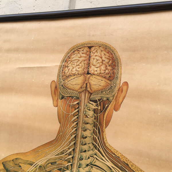 poster anatomico vintage anni '50 tedesco