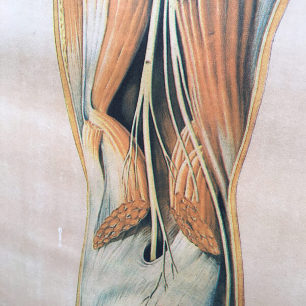 poster anatomico vintage anni '50 tedesco